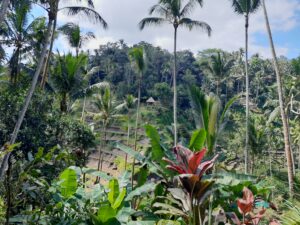 indonesia top rice field